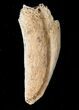 Partial Ornithomimus Foot Claw - Montana #14734-2